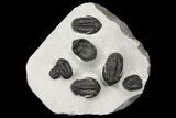 Cluster of Kayserops & Gerastos Trilobites - Mrakib, Morocco #165438-1